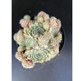 Sempervivum 'Alchemist'