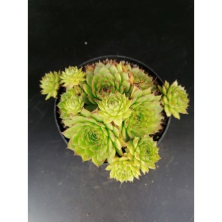 Sempervivum 'Storytelling Green Rosette'