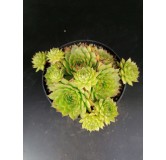 Sempervivum 'Storytelling Green Rosette'