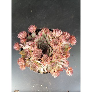 Sempervivum 'Shauna'