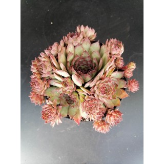 Sempervivum tectorum Subsp Sanguineum