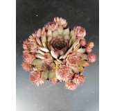 Sempervivum tectorum Subsp Sanguineum