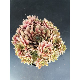 Sempervivum 'Pluto'