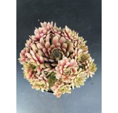 Sempervivum 'Pluto'