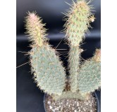 Opuntia strigil cv. Kurt