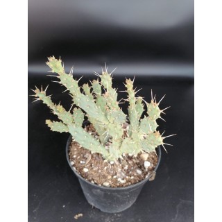 Opuntia pusilla / Oponce naine