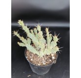 Opuntia pusilla / Oponce naine