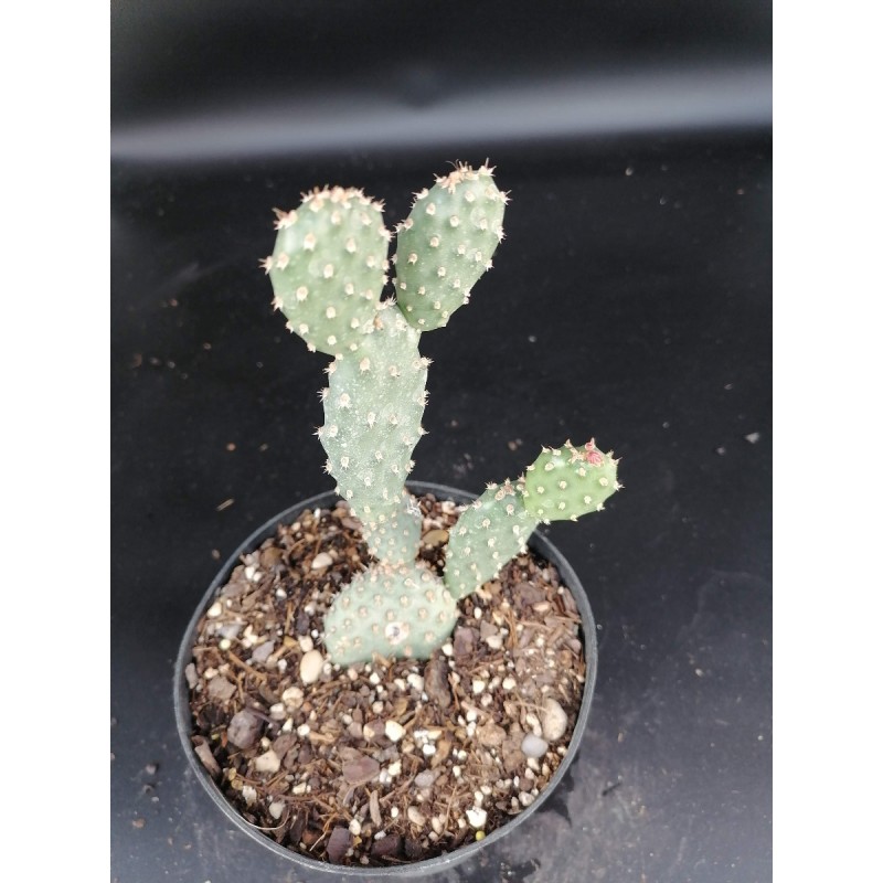 Opuntia fragilis var. Freiberg