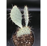 Opuntia x curvispina