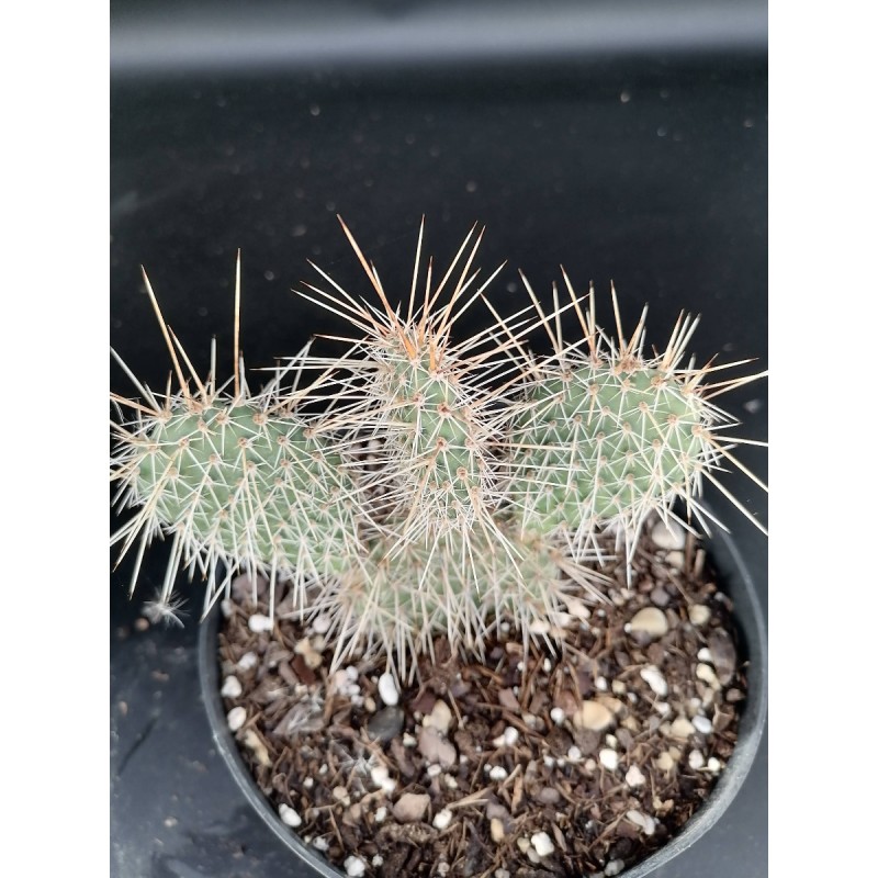 Opuntia polyacantha var. rubrispina