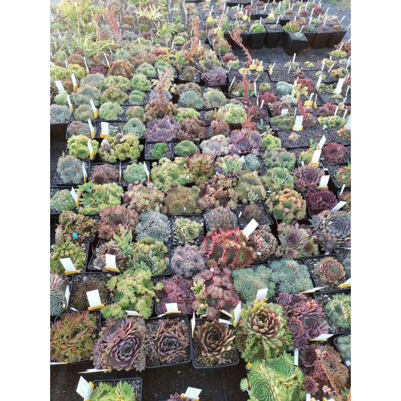 Box Sempervivum par 3 variÃ©s