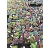 Box Sempervivum par 3 variÃ©s