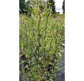 Salix matsudana 'Tortuosa Chocolat'/ Saule tortueux Chocolat