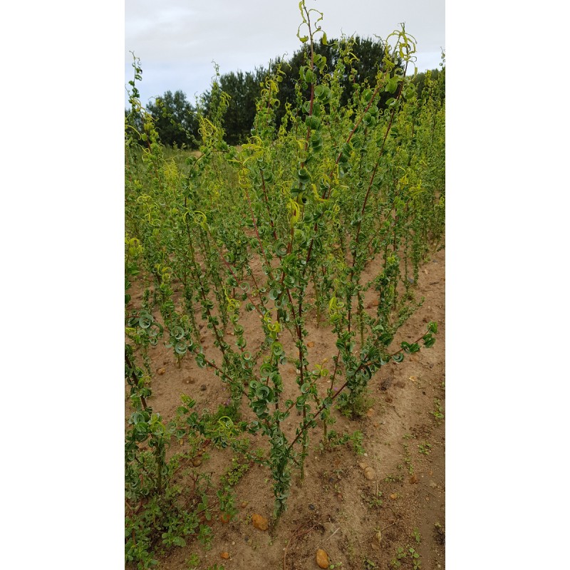 Salix babylonica 'Crispa' / Saule de NapolÃ©on