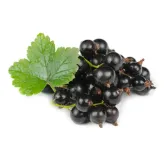 Ribes nigrum Ojebyn - pot 2 ltr