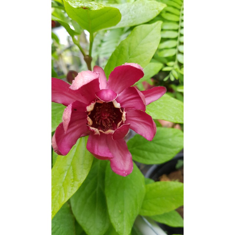 Sinocalycanthus x raulstonii 'Hartlage wine' / Arbre aux anÃ©mones rouge