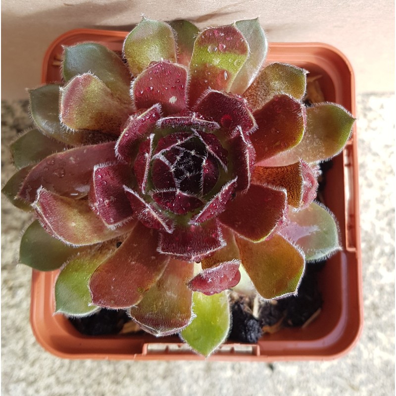 Sempervivum Chick CharmsÂ® Berry Bomb / Joubarbe Berry Bomb