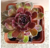 Sempervivum Chick CharmsÂ® Berry Bomb / Joubarbe Berry Bomb