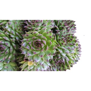 Sempervivum chick charms Â® 'Appletini' / Joubarbe Ã  rosette vert pointes noires