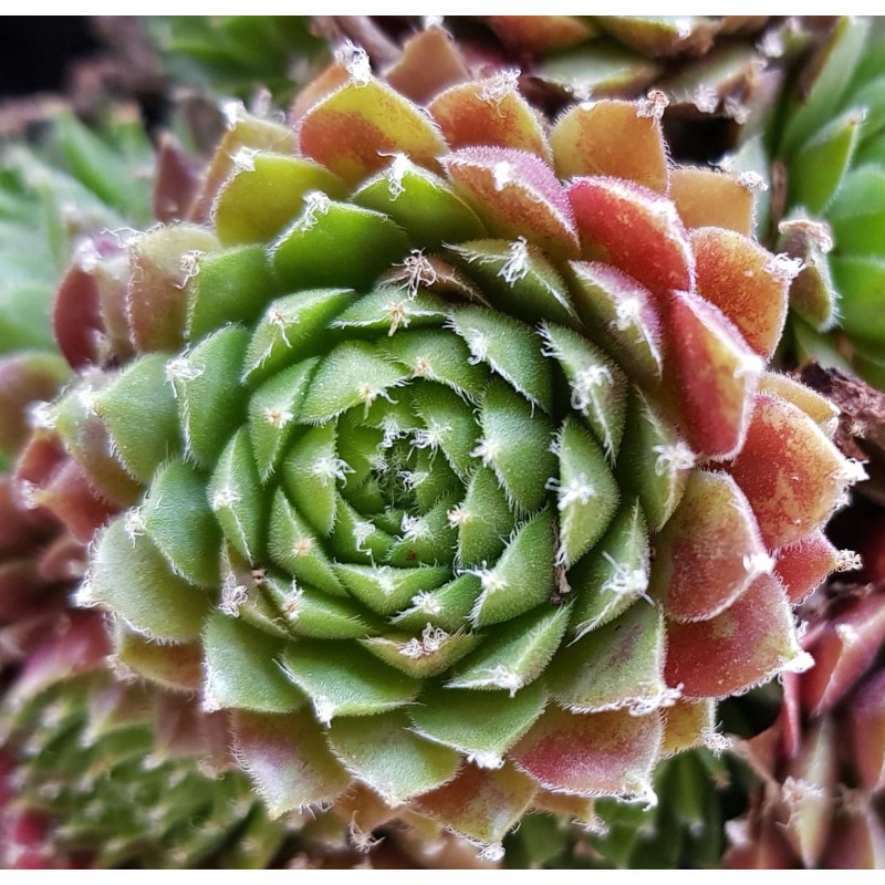 Sempervivum chick charms Â® 'Cinnamon starburst' / Joubarbe Ã  rosette vert orangÃ©