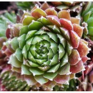 Sempervivum chick charms Â® 'Cinnamon starburst' / Joubarbe Ã  rosette vert orangÃ©