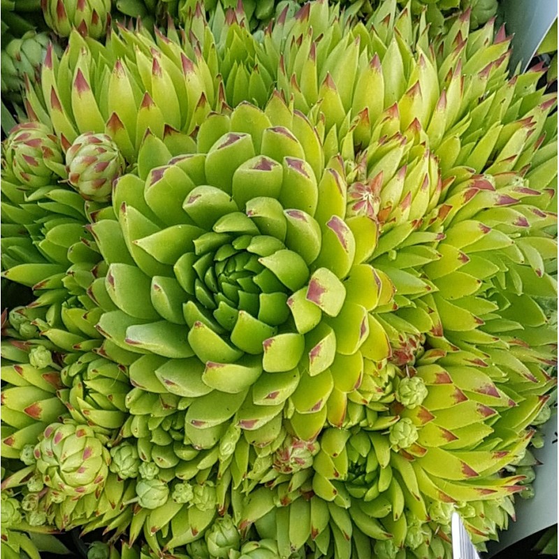 Sempervivum chick charms Â® 'Key Lime Kiss' / Joubarbe Ã  rosette vert fluo