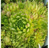 Sempervivum chick charms Â® 'Key Lime Kiss' / Joubarbe Ã  rosette vert fluo