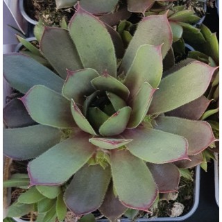 Sempervivum chick charms Â® 'Plum parfait' / Joubarbe Ã  rosette couleur prune