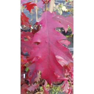 Quercus rubra / ChÃªne rouge d'AmÃ©rique