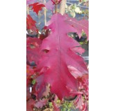 Quercus rubra / ChÃªne rouge d'AmÃ©rique