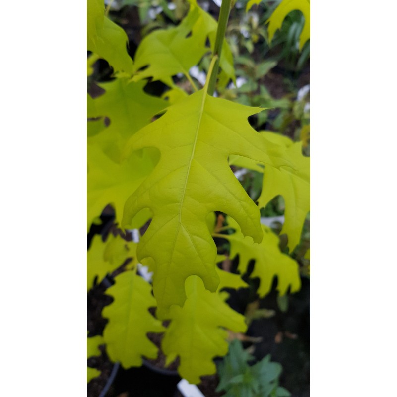 Quercus rubra 'Boltes gold' / ChÃªne rouge d'AmÃ©rique Ã  feuilles jaunes