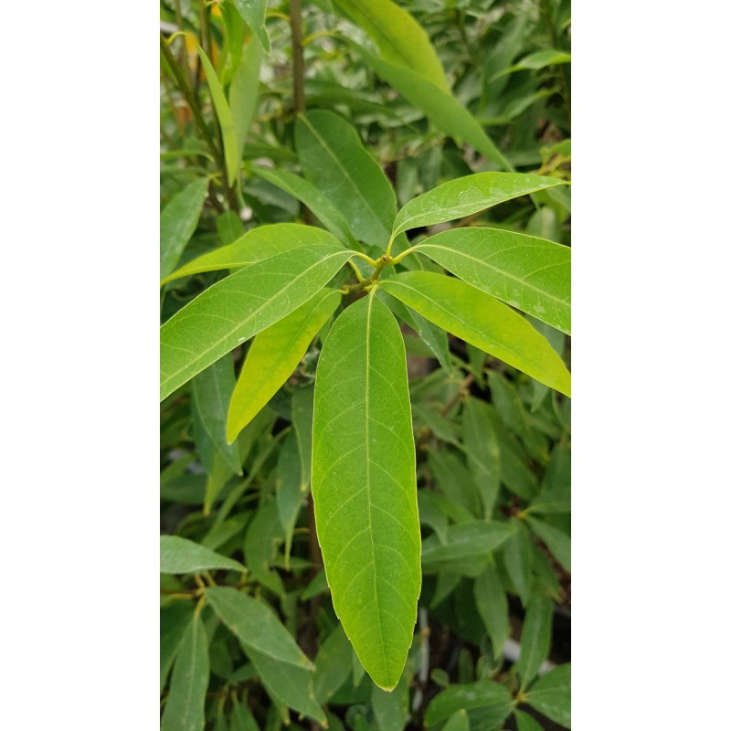 Quercus myrsinifolia / ChÃªne Ã  feuilles de myrsine