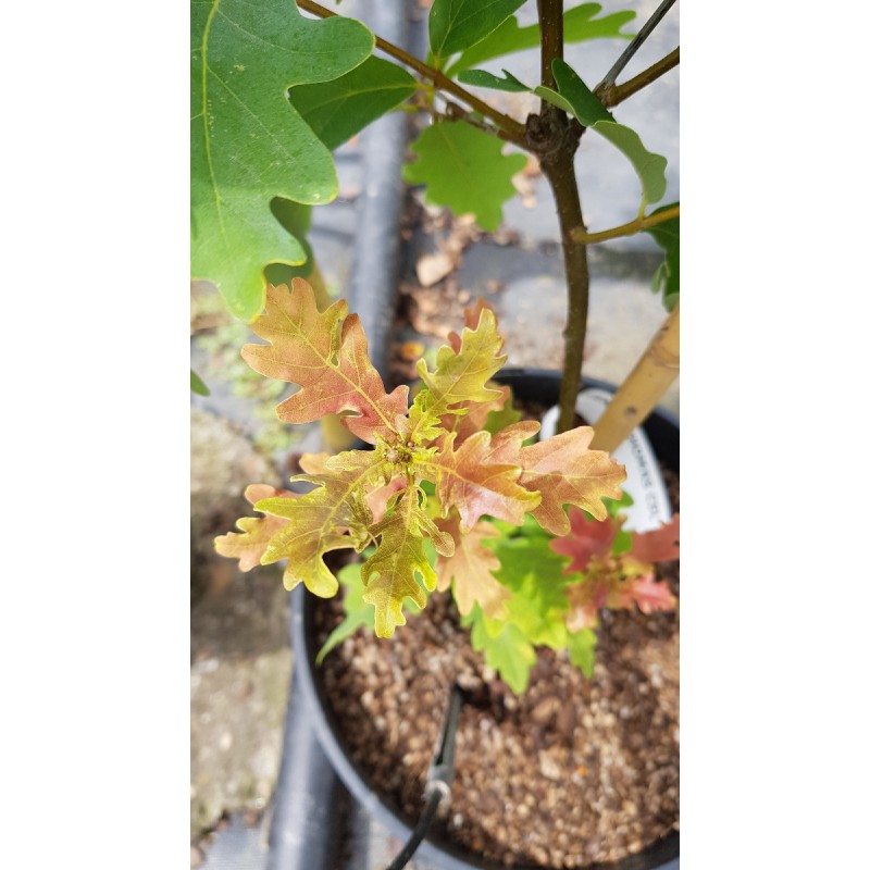 Quercus x sargentii 'Thomas' / ChÃªne Sargent