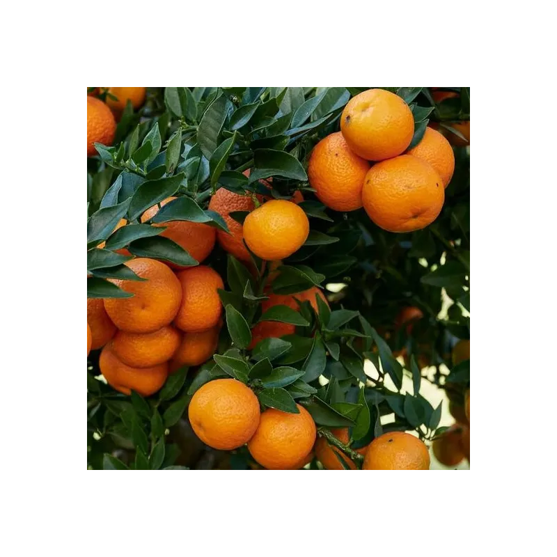 Citrus myrtifolia - tronc 30-40 cm - hauteur totale 70-100 cm - pot 20 cm