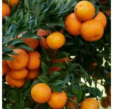 Citrus myrtifolia - tronc 30-40 cm - hauteur totale 70-100 cm - pot 20 cm