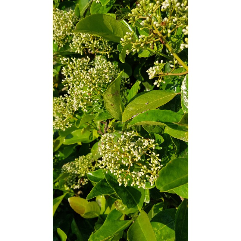 Viburnum 'Le Bois marquis' cov