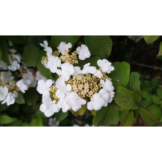 Viburnum plicatum 'Lanarth' / Viorne du Japon 'Lanarth'