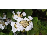 Viburnum plicatum 'Lanarth' / Viorne du Japon 'Lanarth'