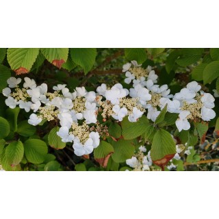 Viburnum plicatum 'Mariesii' / Viorne du Japon 'Mariesii'