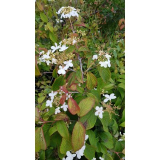 Viburnum plicatum 'Kilimandjaro' / Viorne de Chine colonnaire