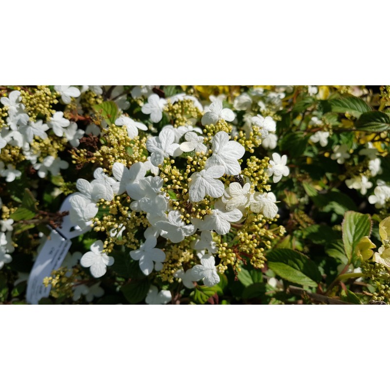 Viburnum plicatum 'Watanabe' / Viorne de Chine 'Watanabe'