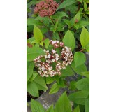 Viburnum tinus 'Quimper' / Laurier tin bicolore