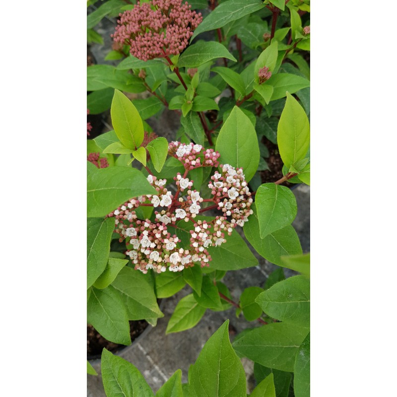 Viburnum tinus 'Quimper' / Laurier tin bicolore