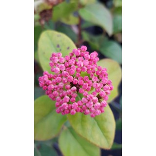 Viburnum tinus LISAROSEÂ® 'Loren' / Laurier tin Ã  fleurs roses