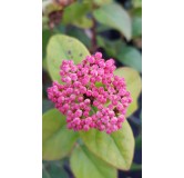 Viburnum tinus LISAROSEÂ® 'Loren' / Laurier tin Ã  fleurs roses