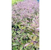 Vitex trifolia 'Purpurea' / Lilas d'arabie