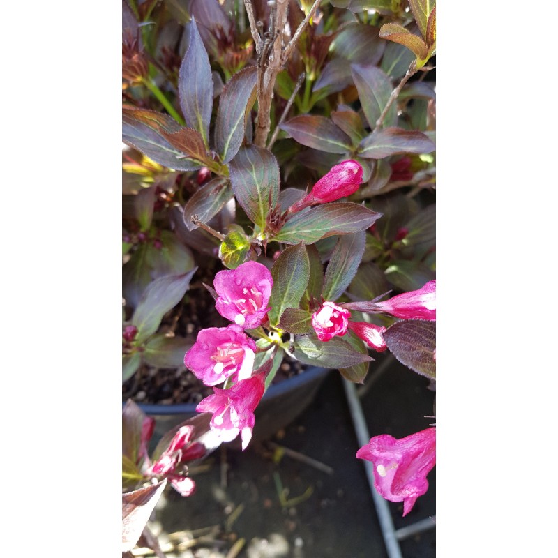 Weigela florida 'Alexandra' cov / Weigelia rouge Ã  feuilles pourpres