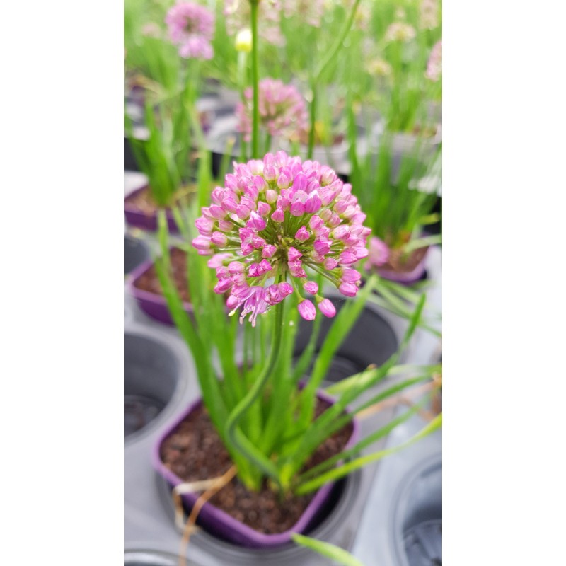 Allium 'Millenium' / Ail dâ€™ornement compact