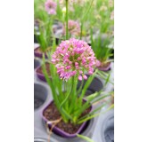 Allium 'Millenium' / Ail dâ€™ornement compact