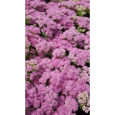 Sedum spectabile 'Brillant' / Grand Orpin rose d'automne